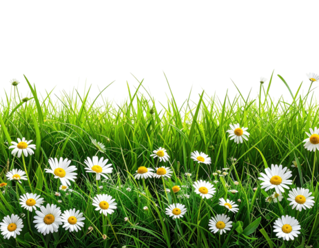 Lush green grass field dotted with white daisies