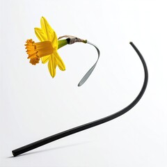 A yellow daffodil flower, seemingly in motion, alongside a dramatic black, curved object against a white background