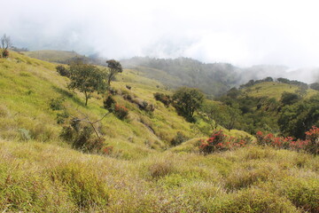 Tranquil landscape photograph showcasing verdant hills dotted with scattered trees, some displaying vibrant red foliage that contrasts beautifully with the surrounding greenery