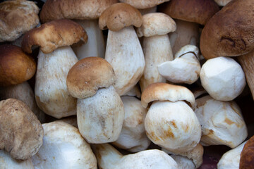 There are many wild porcini mushrooms on the table. A background of small boletus mushrooms with brown caps. Mushroom picking.