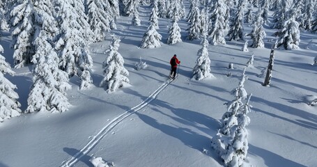 Aerial view of ski touring man crossing winter spruce forest, fresh snow. Clear sunny day, winter...