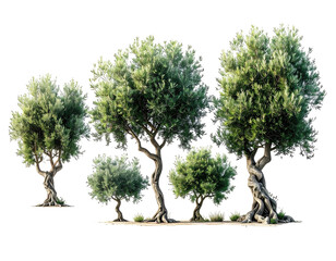 isolated tree silhouette