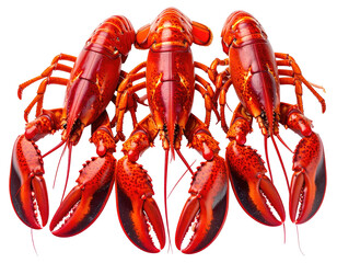 lobster on white background