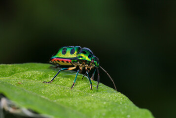 Macro photo of shiny metallic jewel shield bug.