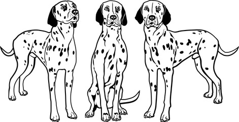 Dalmatian dogs vector illustration