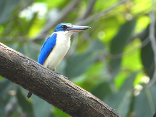 ナンヨウショウビン
