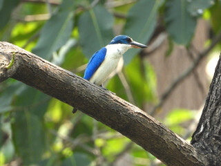 ナンヨウショウビン