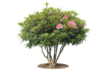 Blooming azalea bush with pink flowers isolated on white background perfect for l