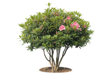 Blooming azalea bush with pink flowers isolated on white background perfect for l