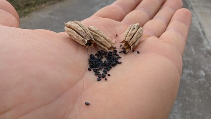 A Hand That is Holding Seeds and Pods for Future Planting and Growth in Agriculture