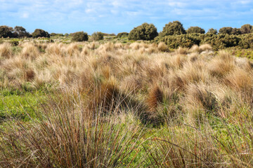 grasses in wetlands in bayside suburban Williamstown