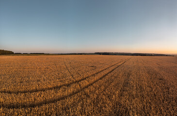 Morning golden wheat field panoramic scenery, agriculture summer harvest season