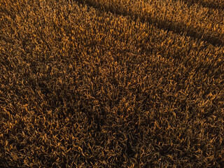 Farmland ripe wheat crop textures glowing in summer sunlight look down