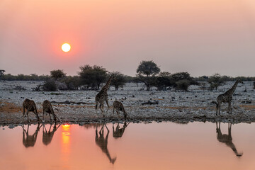 Giraffes at Okaukuejo waterhole in Etosha National Park at sunset, water reflections, wildlife safari and game drive in Namibia, Africa