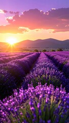 Naklejka premium Lavender Field in Golden Light at Sunset Dramatic Sky Landscape
