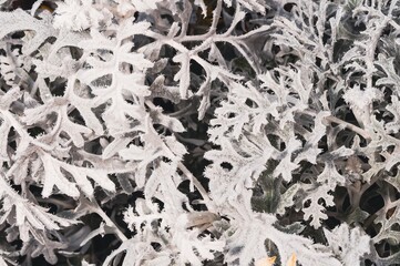 Frost-covered leaves in the morning light, a sign of changing seasons and weather.