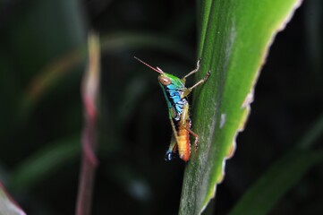 Close-up of colorful grasshopper perched on green leaf