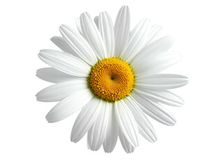 Close-up of a single, perfect white daisy