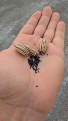 A hand holding seeds and pods, ready for planting in the garden or field for growth