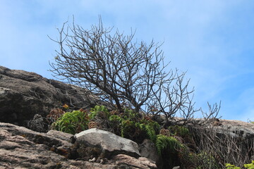 Leafless tree emerging from rugged rock formations, surrounded by vibrant green ferns and hardy...