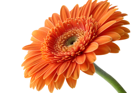 Vibrant Orange Gerbera Daisy Bloom