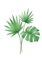 Tropical Palm and Monstera Leaves Illustration Isolated on White Background green plant isolated on white