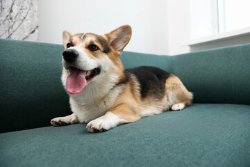 Cute Welsh Corgi on sofa at home