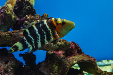 Cheilinus fasciatus or red-breasted wrasse