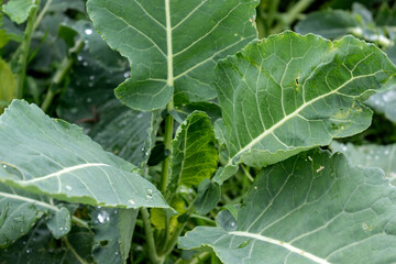 Nine star perennial broccoli, perennial cabbage, perennial vegetable, brassica oleracea botrytis asparagoides