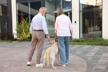 Senior couple walking with Golden Retriever dog outdoors, back view