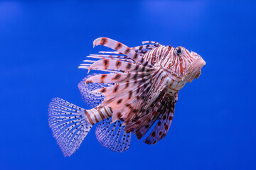 Pterois volitans or red lionfish