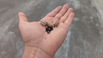 A hand gently holding various insects and small debris found on a natural surface area