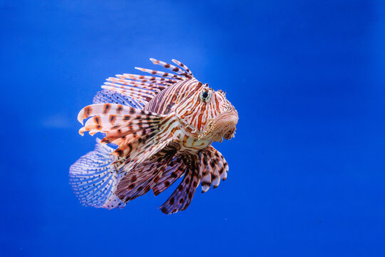 Pterois volitans or red lionfish