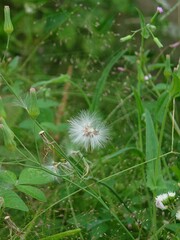 A delicate white wildflower seed head, resembling a dandelion puff, nestled in lush green grass and foliage.