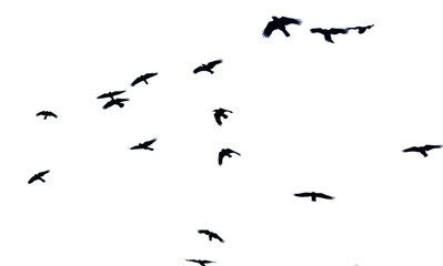 A flock of birds flying in the sky