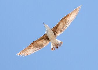 A bird is flying in the sky with its wings spread wide
