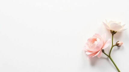 Delicate Pastel Roses on a White Background A Minimalist Floral Arrangement for Elegant Designs