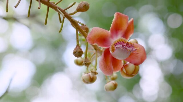 Cannonball tree flower blooming with vibrant petals, Shorea robusta or Sal, Shal, Sakhuwan, Sal Tree, Sal of India, Religiosa flower, closeup, Sacred flower in Buddhism and Hinduism, Nature background