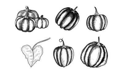 Pumpkin vector drawing set. Isolated hand drawn object with sliced piece and leaves. Vegetable engraved style illustration. Detailed vegetarian food sketch. Farm market product.