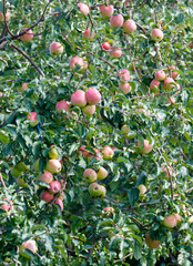 Tree with many apples on it