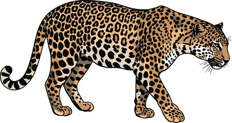 Leopard walking illustration, wild animal vector, realistic big cat graphic, spotted fur detail, jungle predator clipart, isolated wildlife design