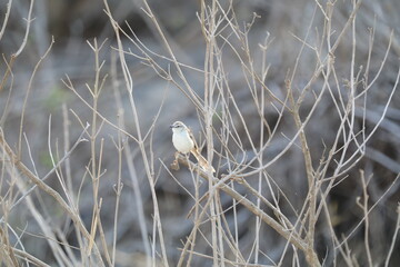 Tawny-flanked prinia perched on dry bush branches in Kruger National Park, South Africa.