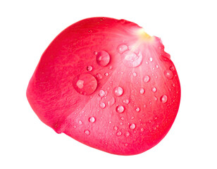 Close-up of a single, vibrant pink rose petal, covered in water droplets