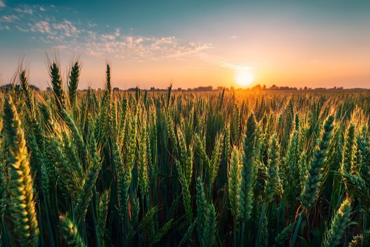 Beautiful cornfield at sunset with sunlight glowing over green plants and dark soil, agriculture and farming landscape for rural nature countryside design