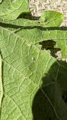 A CloseUp of Leaf Details That Effectively Showcase the Natural Texture and Beauty