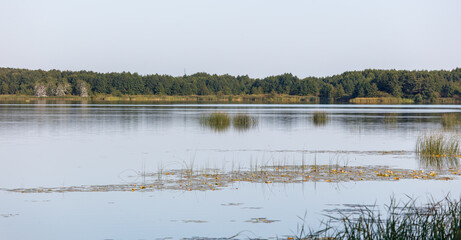 A lake with a few trees in the background