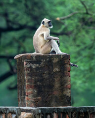 Northern plains gray langur or Hanuman langurs or indian langur or Semnopithecus monkey family on fort outdoor wall during jungle safari at ranthambore national park or tiger reserve rajasthan india