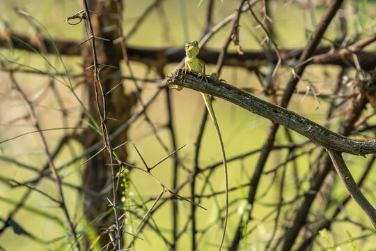 Common Garden Lizard or Oriental garden lizard or Calotes versicolor closeup or portrait with eye contact natural green environment in safari keoladeo national park bharatpur rajasthan india