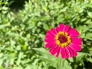 Obraz premium Vivid pink zinnia flower blooming among green leaves, close-up