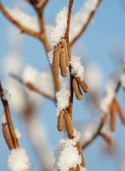 A tree branch covered in snow and brown buds